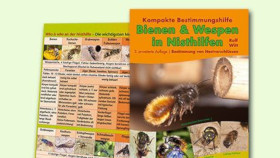 So bestimmen Sie Wildbienen und Wespen